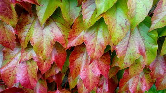 周琦的沉默,为什么他不敢祈求原谅 周琦的沉默,为什么他不敢祈求原谅