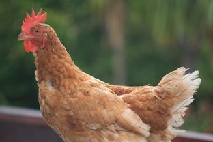 疫情动态,河南昨日新增本土确诊5例,如何有效应对与预防? 疫情动态,河南昨日新增本土确诊5例,如何有效应对与预防?