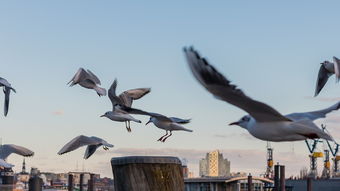 奥运精神的传承,探索我们最喜欢的奥运冠军背后的故事 奥运精神的传承,探索我们最喜欢的奥运冠军背后的故事