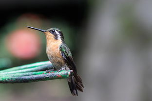 贵州疫情新动态,新增2例本土确诊病例,我们如何应对? 贵州疫情新动态,新增2例本土确诊病例,我们如何应对?
