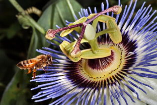 探索伤心蜜蜂,英语中的隐喻与文化意象 探索伤心蜜蜂,英语中的隐喻与文化意象