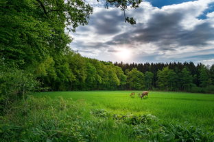 探索您附近的草皮销售点,一个指南 探索您附近的草皮销售点,一个指南