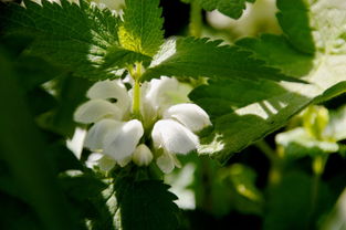 小小探险家,揭开小孩训练营的神秘面纱 小小探险家,揭开小孩训练营的神秘面纱